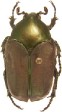 Heterocotinis sp.jpg